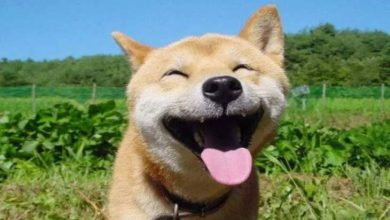 Dogecoin (DOGE) Bir Tweet'in Ardından % 85 Arttı 1