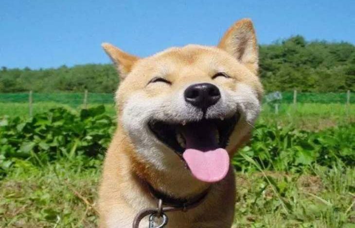 Dogecoin (DOGE) Bir Tweet'in Ardından % 85 Arttı 1