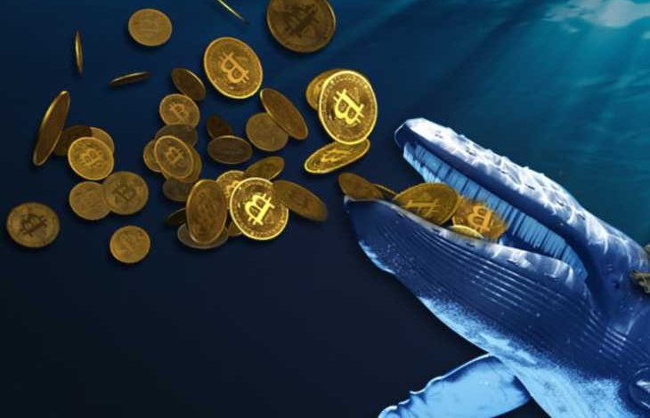 Veriler Bitcoin Balinalarının Dipten Aldığını Gösteriyor 1