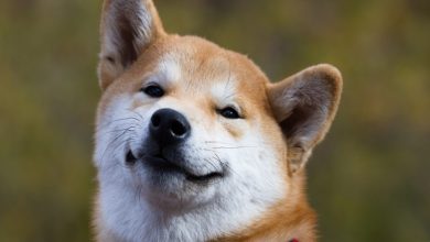 X Æ A-XII, Dogecoin'in En Genç Yatırımcısı Oldu 1