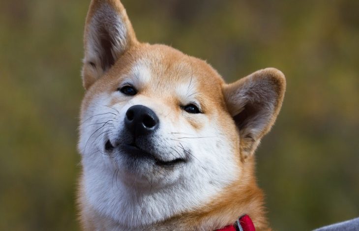 X Æ A-XII, Dogecoin'in En Genç Yatırımcısı Oldu 1