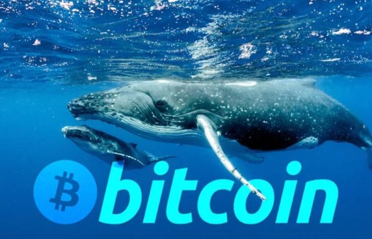 Bitcoin Balinaları Hareketlendi! 1