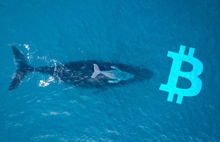 Bitcoin Fiyatını Düşüren Kim - Balinalar mı, Küçük Balıklar mı? 1 Bitcoin Fiyatını Düşüren Kim - Balinalar mı, Küçük Balıklar mı? 1
