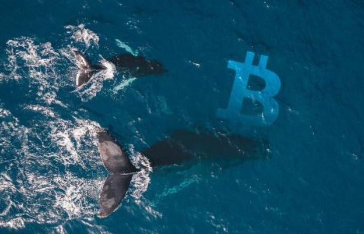 Balinalar 170.000 BTC Daha Satın Alarak Bitcoin Biriktirmeye Devam Ediyor 1 Balinalar 170.000 BTC Daha Satın Alarak Bitcoin Biriktirmeye Devam Ediyor 1