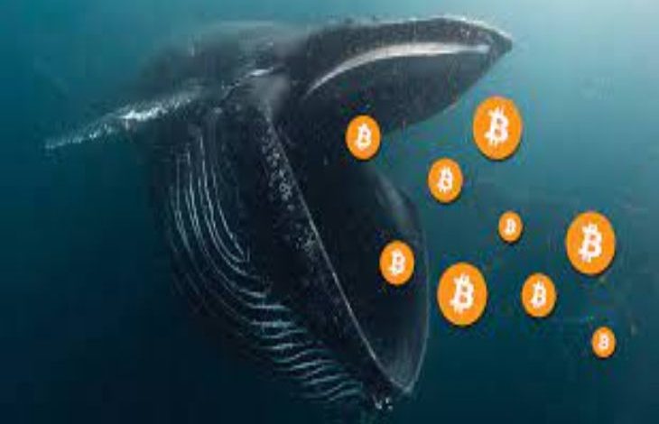 Balinalar 2 Milyondan Fazla Bitcoin Taşıdı 1 Balinalar 2 Milyondan Fazla Bitcoin Taşıdı 1