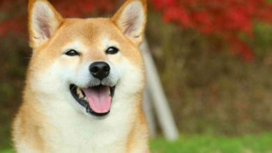 Shiba Inu, Bir Kripto Para Borsasında Daha İşlem Görmeye Başladı 2