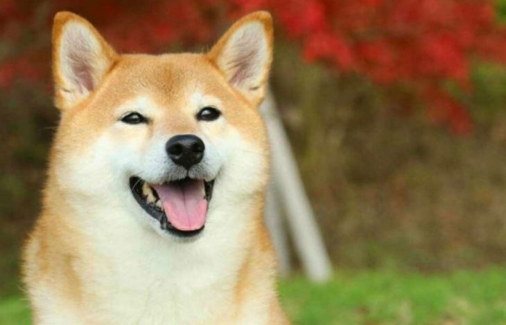 Shiba Inu, Bir Kripto Para Borsasında Daha İşlem Görmeye Başladı 1