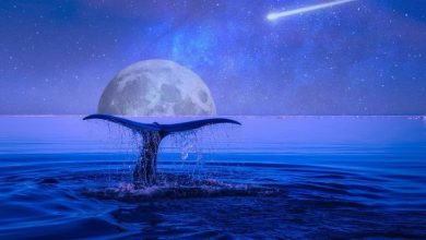 Borsalardan Ethereum Çıkışları Artıyor, Balinalar Dipten ETH Topluyor 1