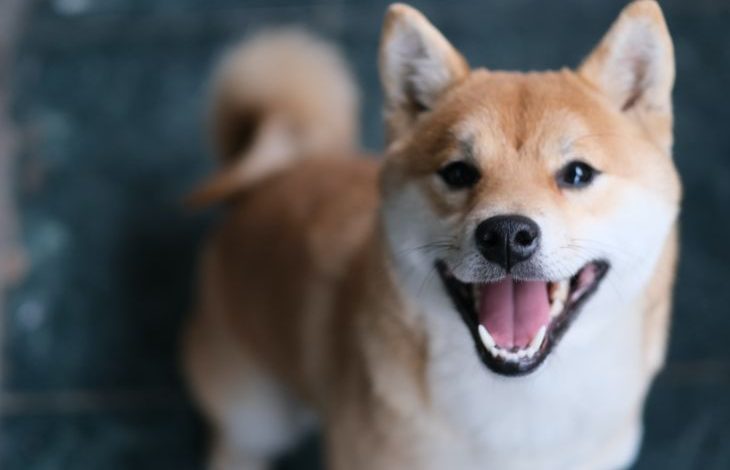 Dogecoin Katili Shiba Inu Balinaları Tarafına Çekmeye Devam Ediyor 1