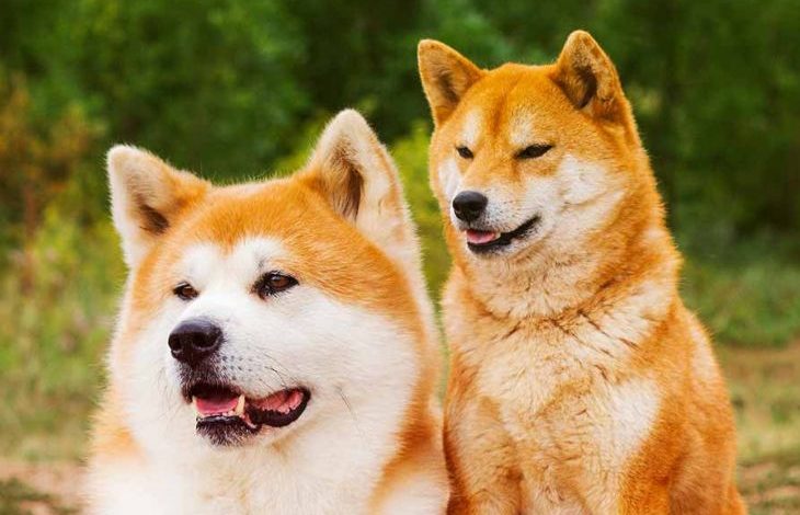Elon Musk, Dogecoin'e Destek Vermeye Devam Ederken SHIB ile DOGE'nin Mücadelesi Devam Ediyor 1