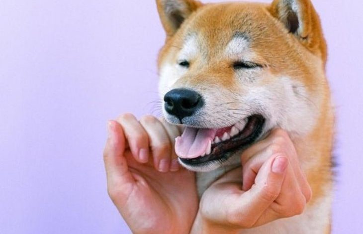 Kanadalı Robinhood, Shiba Inu (SHIB) İçin Destek Ekledi 1