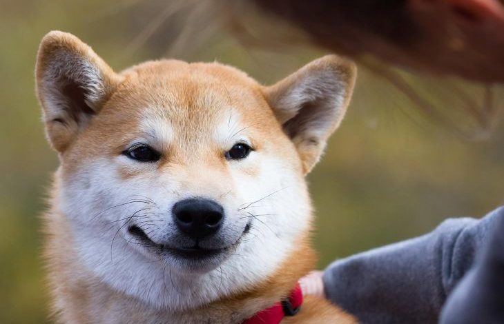 Kraken Bu Hafta Shiba Inu'yu Listeleyebilir 1