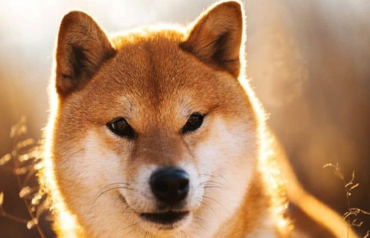 Shiba Inu (SHIB) Kraken'de Listelenecek 1