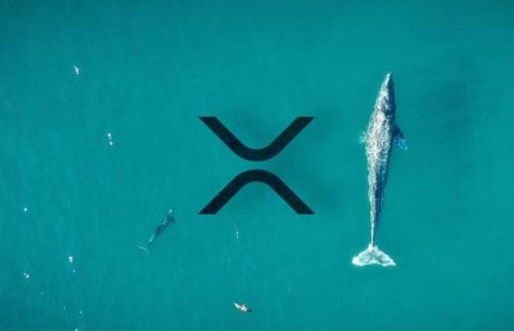 Ripple Balinaları Bir Saat İçinde 80 Milyon XRP Transfer Etti 1