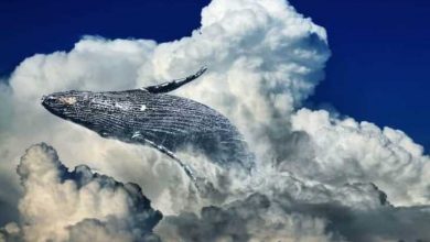 Ripple Balinası Binance ile Birlikte Milyonlarca XRP Taşıdı 8