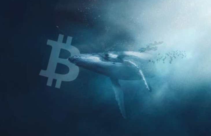 Bitcoin (BTC) Balinalarının Sayısı Artıyor 1
