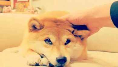 Dogecoin (DOGE) ve Shiba Inu (SHIB) Fiyat Analizi: Düşüş Devam Ediyor 7