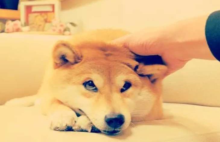 Dogecoin (DOGE) ve Shiba Inu (SHIB) Fiyat Analizi: Düşüş Devam Ediyor 1
