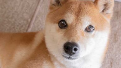 Dogecoin Kurucu Ortağı Shiba Inu'nun Metaverse'ini Sert Bir Şekilde Eleştirdi 6