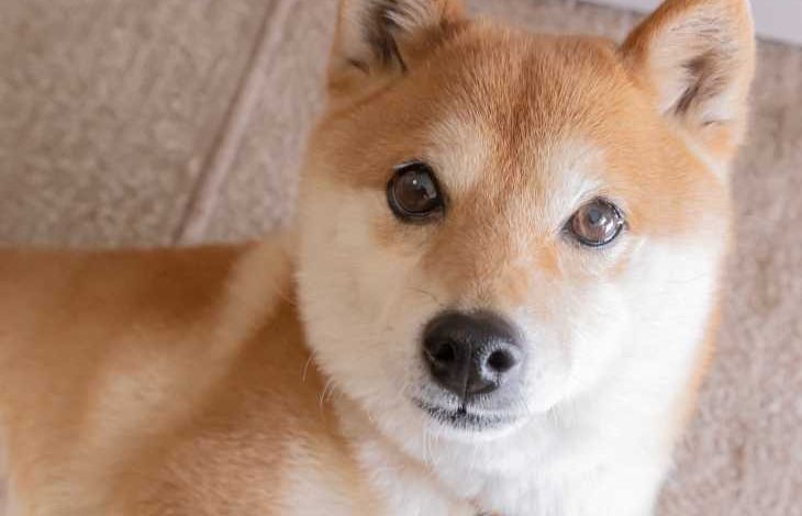 Dogecoin Kurucu Ortağı Shiba Inu'nun Metaverse'ini Sert Bir Şekilde Eleştirdi 1