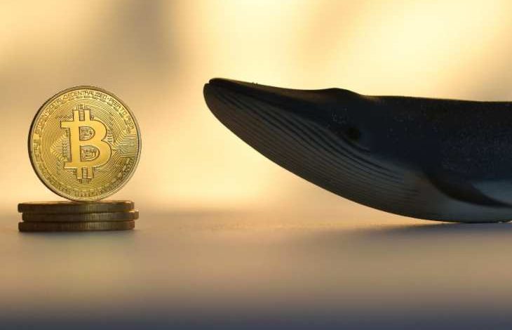 Neredeyse On Yılın Ardından Bir Bitcoin Balinası Cüzdanı Etkinleştirildi 1 Neredeyse On Yılın Ardından Bir Bitcoin Balinası Cüzdanı Etkinleştirildi 1