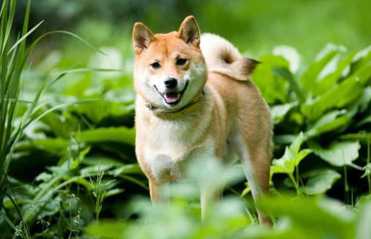 Shiba Inu Ekibi Sonunda Çok Beklenen Metaverse Projesini Tanıttı 1
