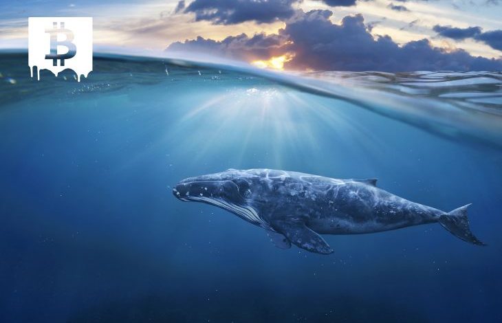 Ethereum Balinaları En Çok Bu Solana Tabanlı Tokenı Satın Aldı 1