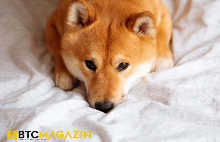 Dogecoin Kurucusu DOGE Fiyat Düşüşüyle Ciddi Mali Kayıp Yaşadı 1